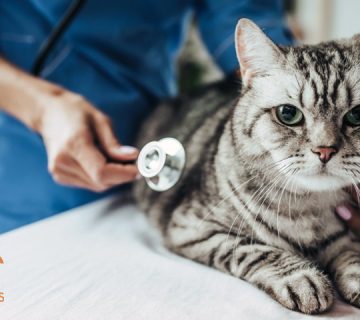 بیماری-پریتونیت-عفونی-گربه‌ها-(FIP)--همه-چیز-درباره-علت،-علائم،-تشخیص-و-درمان