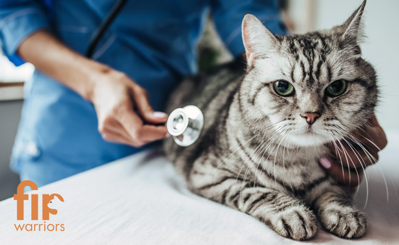 بیماری-پریتونیت-عفونی-گربه‌ها-(FIP)--همه-چیز-درباره-علت،-علائم،-تشخیص-و-درمان