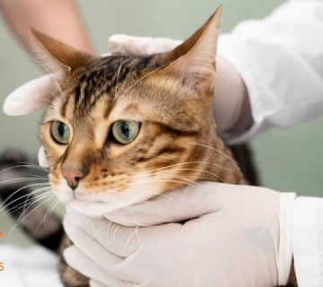 داروی-GS-441524-برای-درمان-FIP-در-گربه‌ها--هر-آنچه-باید-بدانید