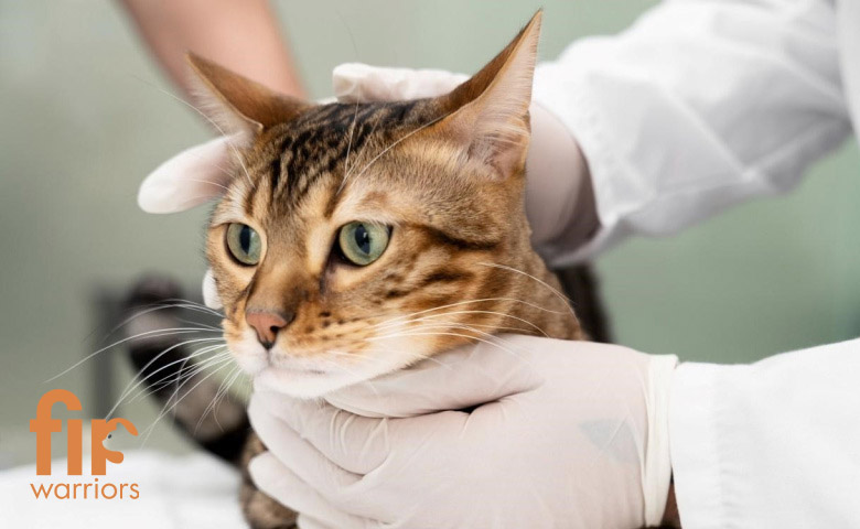 داروی-GS-441524-برای-درمان-FIP-در-گربه‌ها--هر-آنچه-باید-بدانید