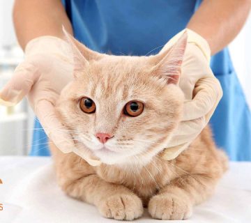 درمان-بیماری-FIP-در-گربه‌ها--بررسی-کامل-روش‌ها،-داروها-و-نتایج-بالینی