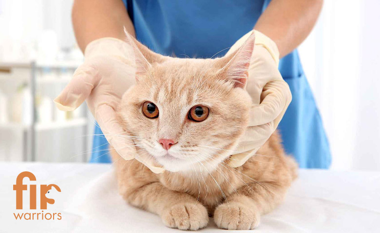 درمان-بیماری-FIP-در-گربه‌ها--بررسی-کامل-روش‌ها،-داروها-و-نتایج-بالینی