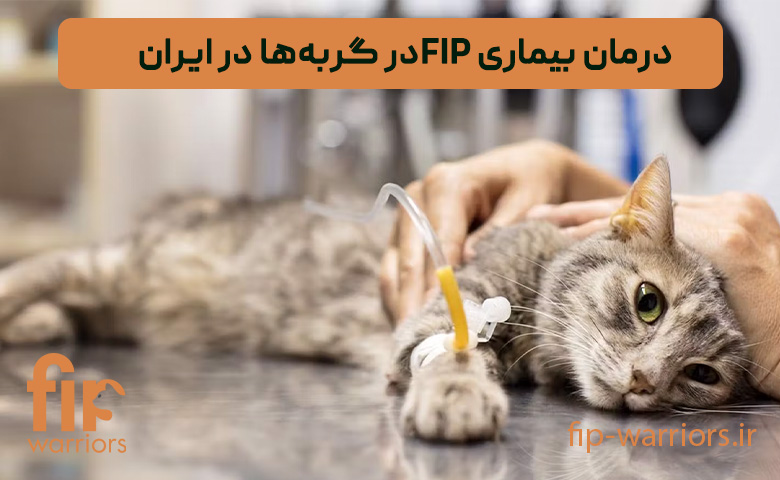 درمان-بیماری-FIP-در-گربه‌ها-در-ایران