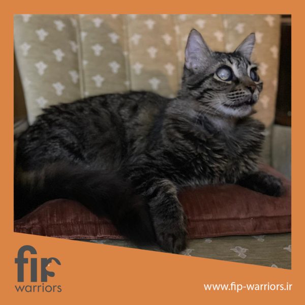 ببری جنگجوی FIP