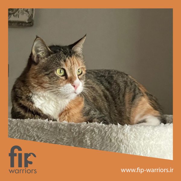 خانمچه جنگجوی FIP