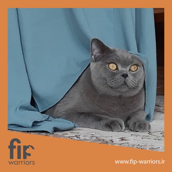 راکی جنگجوی FIP