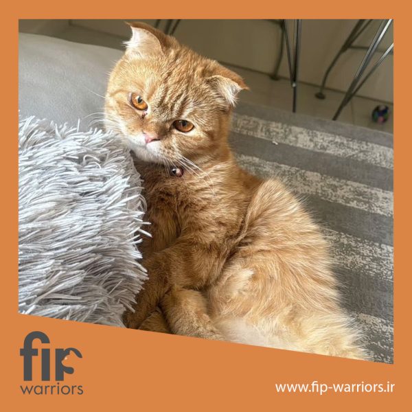 سل جنگجوی FIP