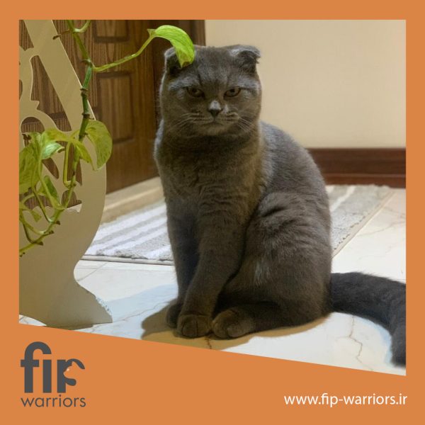 سیمبا جنگجوی FIP