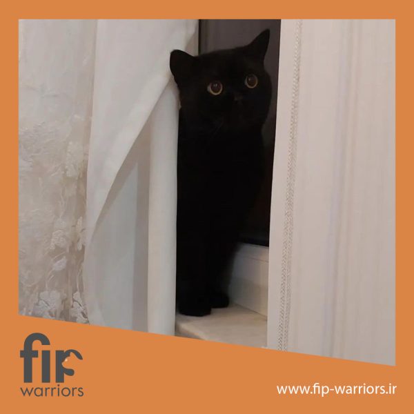 شارپی جنگجوی FIP