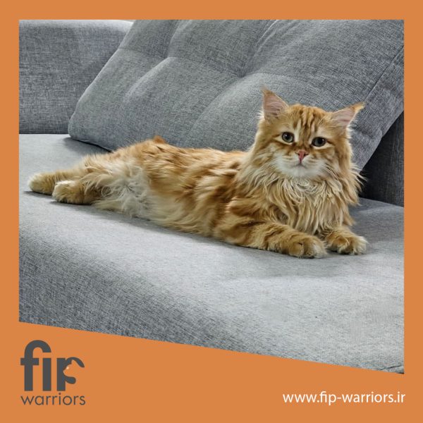 طلا جنگجوی FIP