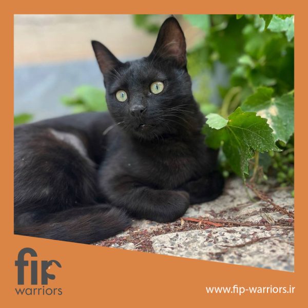 فلفل جنگجوی FIP