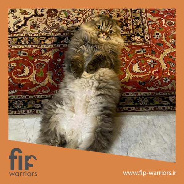 مانی جنگجوی FIP