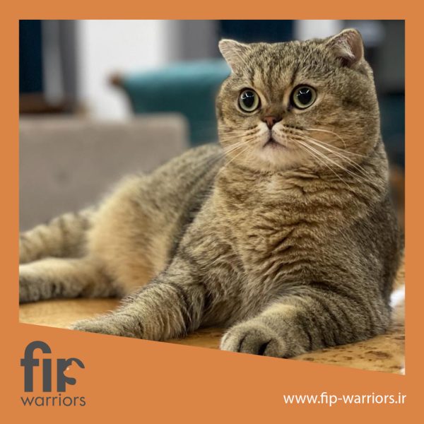 مک جنگجوی FIP