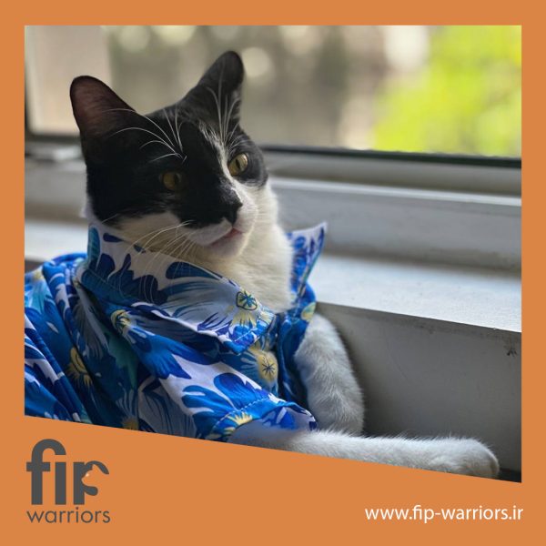 می‌کی جنگجوی FIP