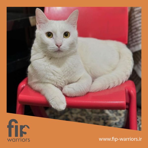 نارگیل جنگجوی FIP