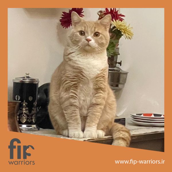 هانی جنگجوی FIP