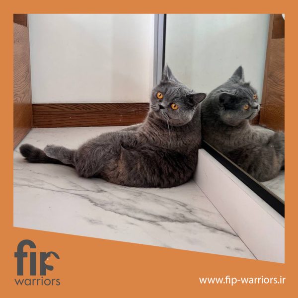 کی‌کی جنگجوی FIP