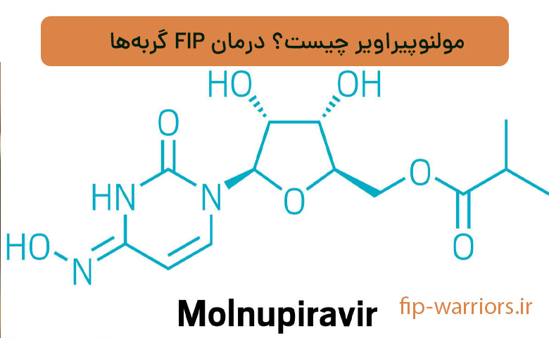 درمان FIP با مولنوپیراویر