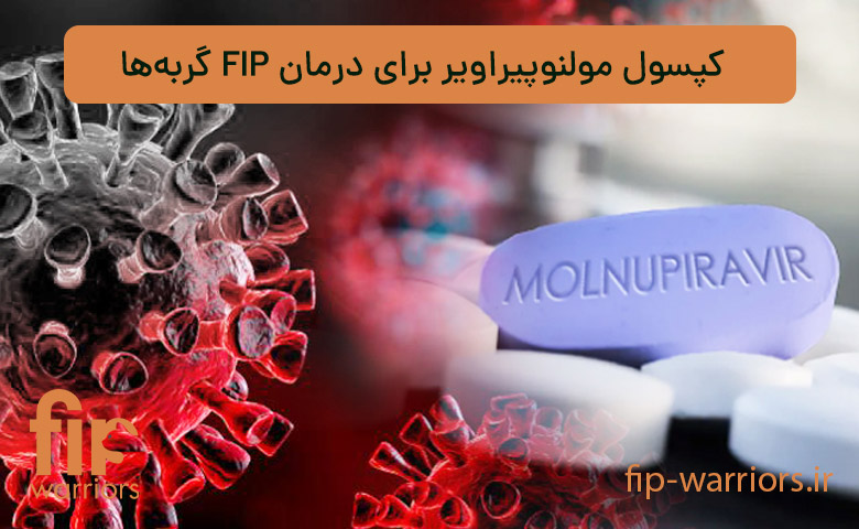 کپسول-مولنوپیراویر-برای-درمان-اف-ای-پی-گربه‌ها